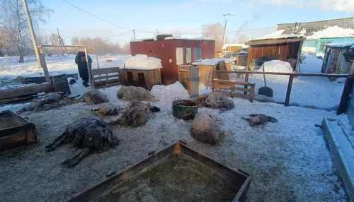 Названа предположительная причина гибели стада овец в Барнауле