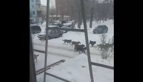 В Бийске свора бездомных собак разгуливает возле детского сада