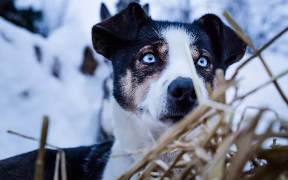 В Рубцовске никто не хочет браться за отлов бродячих собак