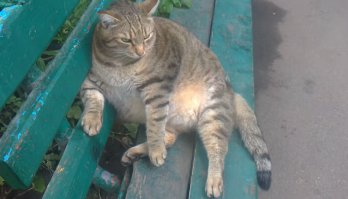 Как живёт в Бийске самый толстый кот России Степан - Толк 20.02.2023