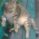 Больше не самый толстый кот России: Стёпа из Бийска похудел из-за рака