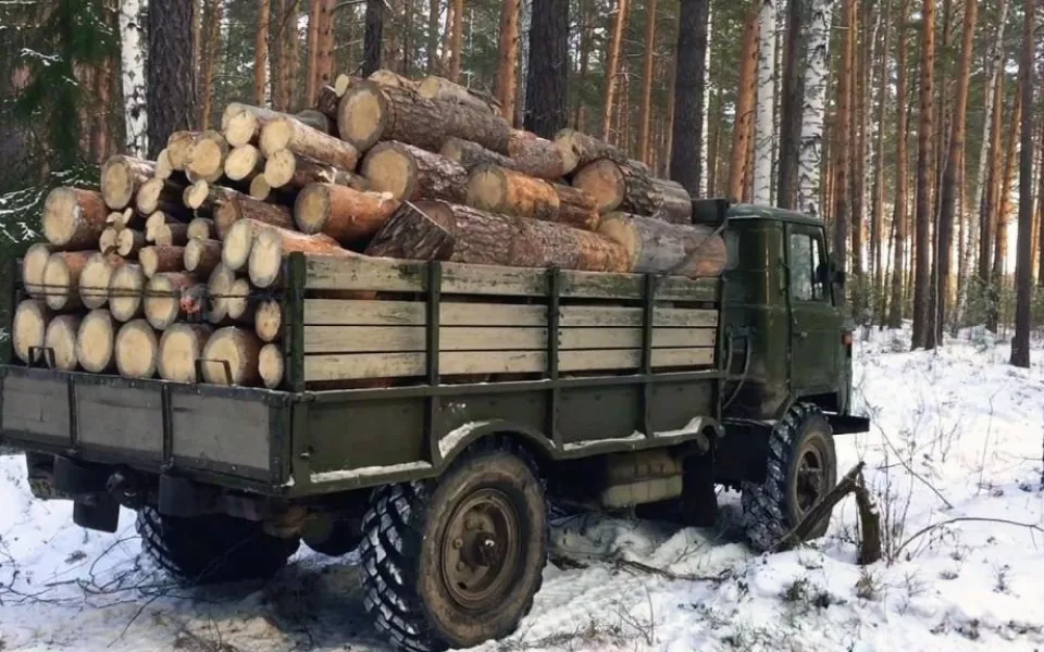 Житель Алтая незаконно нарубил дров почти на 420 тысяч рублей
