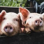 Жители села в Алтайском крае мучаются от навозного амбре с местной свинофермы