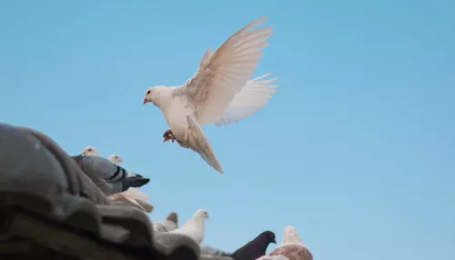 Барнаульцы открыли для голубей столовую в Мизюлинской роще