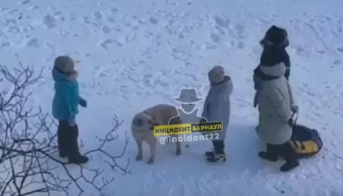 Барнаульцы заметили, как дети дразнят и пинают собаку