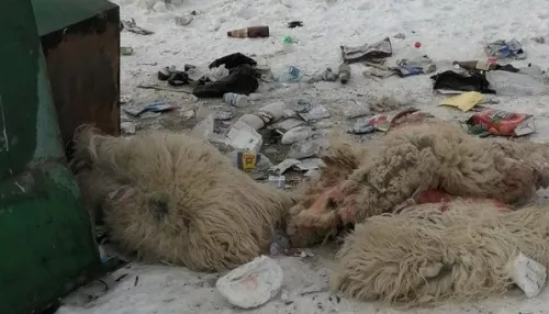 Трупы баранов обнаружили на мусорной площадке в алтайском районе