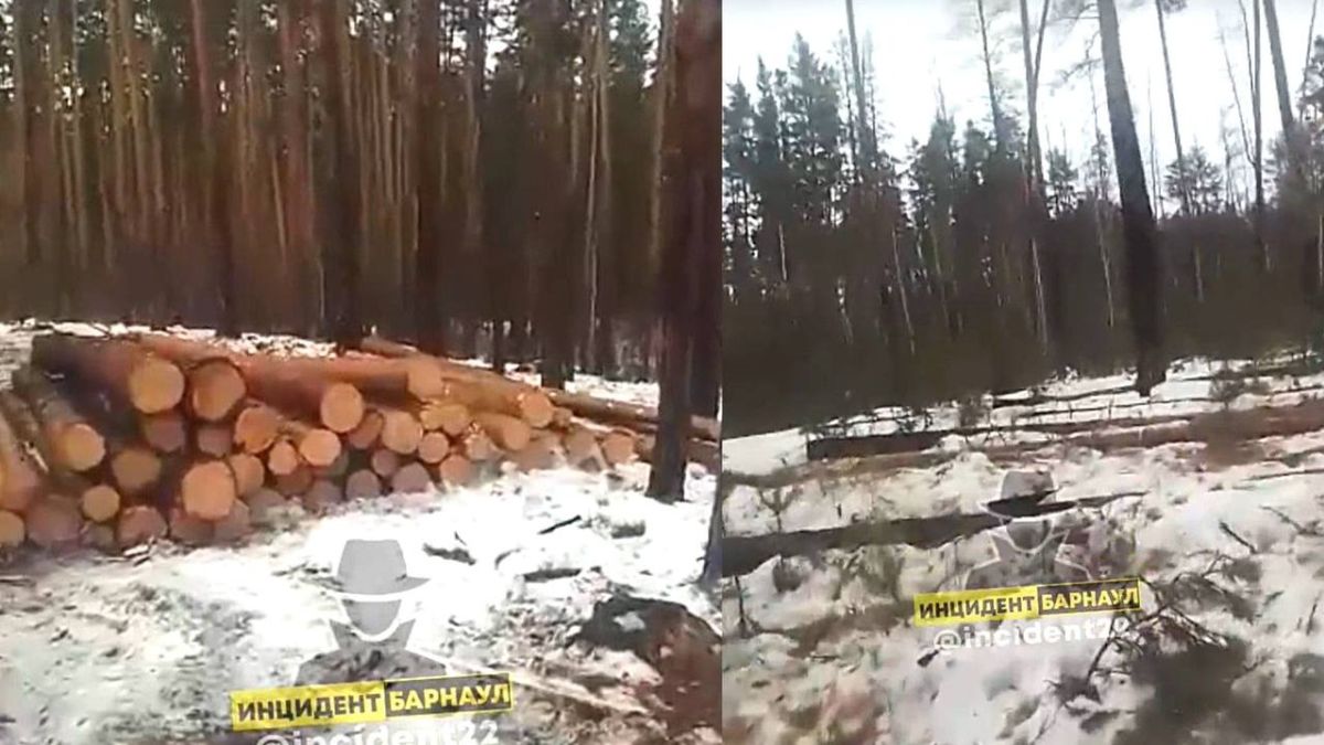 Вырубка леса в Завьяловском районе