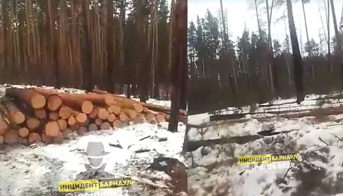 Вырубка леса у кладбища насторожила жителя Алтайского края