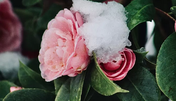 Длинные праздничные выходные. Как будем отдыхать на 8 Марта и когда выходим на работу