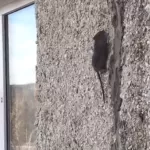 Жители барнаульской многоэтажки жалуются на бегающих по стенам крыс