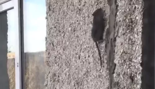 Жители барнаульской многоэтажки жалуются на бегающих по стенам крыс