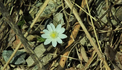 В Алтайском заповеднике начали распускаться первые цветы