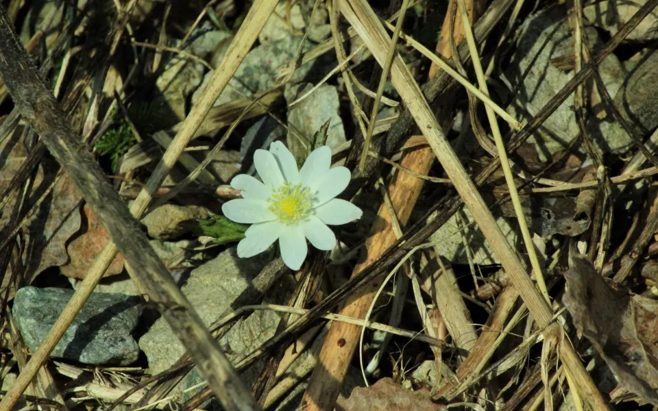 В Алтайском заповеднике начали распускаться первые цветы