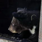 В барнаульском зоопарке показали подросших гималайских медвежат