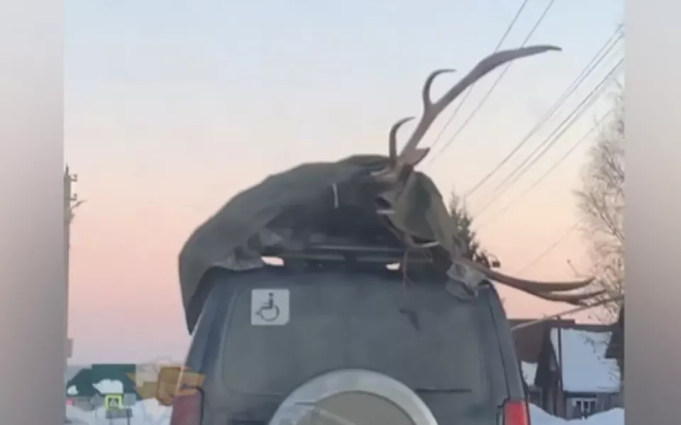 Под Новосибирском заметили автомобиль с оленем на крыше