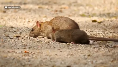 Жители одного из барнаульских домов столкнулись с нашествием крыс