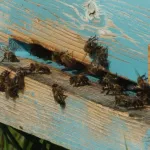 В Алтайском крае обнаружили опасные вещества в районах, где погибли пчелы