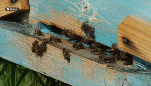 Пчеловоды обеспокоены новым приказом министерства сельского хозяйства России