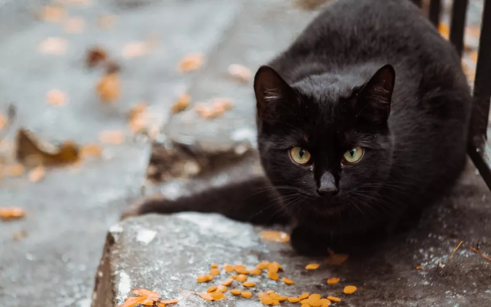 Жители алтайских городов пожаловались на кормильцев подвальных кошек