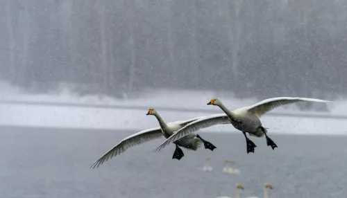 Лебеди-кликуны покидают Алтайский край после зимовки