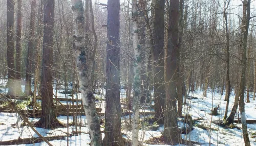 Снег с метелями и небольшим похолоданием ожидает Алтайский край 14 марта
