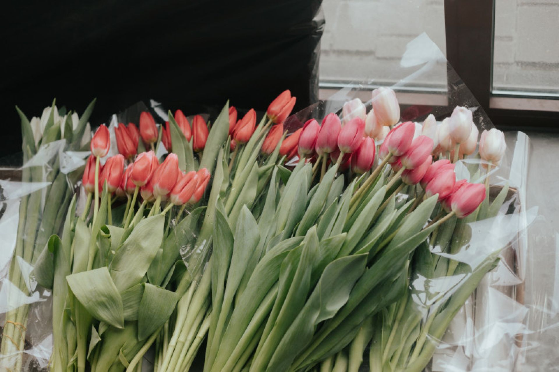 Хранение тюльпанов. Продажа тюльпанов. Тюльпан на хранение с цветком. Хранилище для тюльпанов.