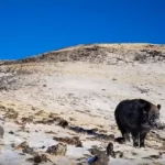 На высоте почти 3 тысячи метров в горах Алтая заметили одинокого кабана