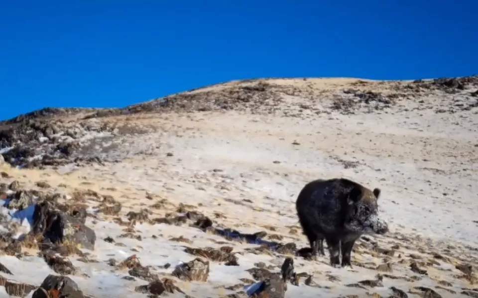 На высоте почти 3 тысячи метров в горах Алтая заметили одинокого кабана