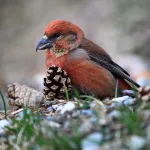 На берегу Телецкого озера показали разнообразие птиц весной. Фото