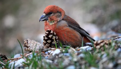 На берегу Телецкого озера показали разнообразие птиц весной. Фото