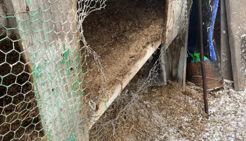 В Бийске хозяева в подворье обнаружили тушки растерзанных кроликов