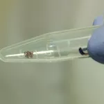 Что за новые опасные сибирские клещи, которые могут вызвать чуму