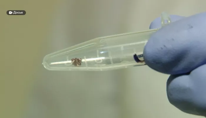 Нужно прививаться: эксперт рассказала, грозят ли Алтайскому краю клещи-мутанты