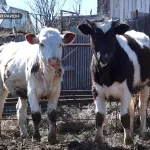 Алтайские фермеры обеспокоены падением закупочных цен на молоко