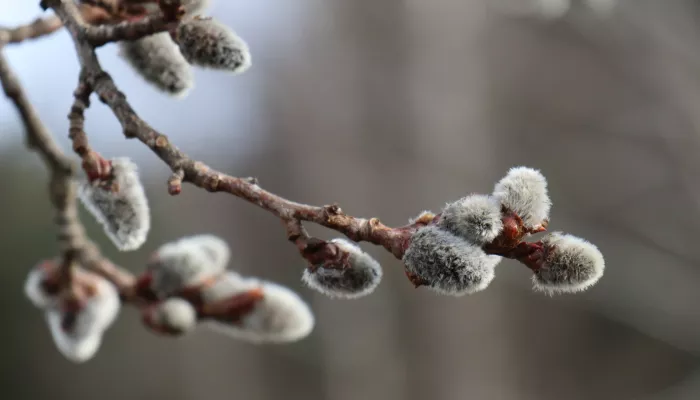 От +7 до +17: какая погода будет в Алтайском крае в пасхальное воскресенье