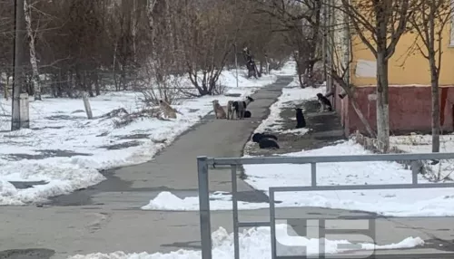 Барнаульцы пожаловались на стаю собак, которая кидается на прохожих
