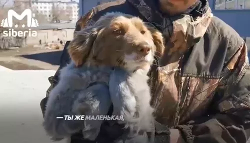 В Рубцовске спасли собаку, которая две недели просидела на крыше гаражей