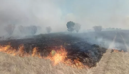Огненный рубеж. Как спасали от пожара леса и села Алтая на границе с Казахстаном