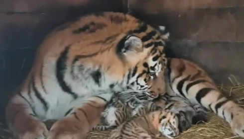 В барнаульском зоопарке львица и тигрица родили детенышей на Пасху