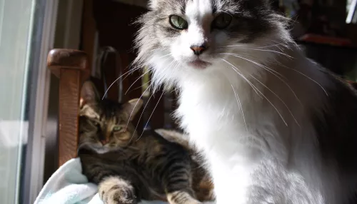 Жительница Новосибирска завела 20 кошек и превратила квартиру в свалку