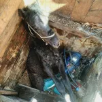 В алтайском селе спасли лошадь, которая провалилась в глубокий колодец