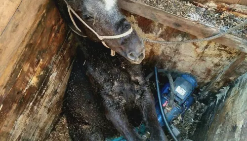 В алтайском селе спасли лошадь, которая провалилась в глубокий колодец