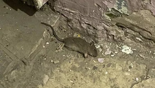 В Барнауле мыши кошмарят жителей многоквартирного дома