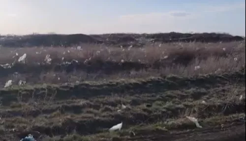Соцсети: алейские поля усыпало мусором с ближайшей свалки