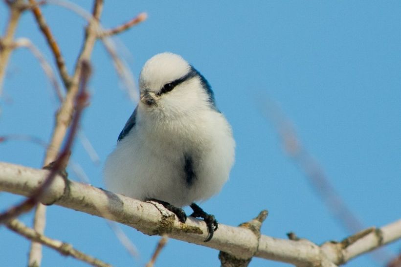Князёк, белая лазоревка Фото:Сообщество Вконтакте "Птицы Алтая"