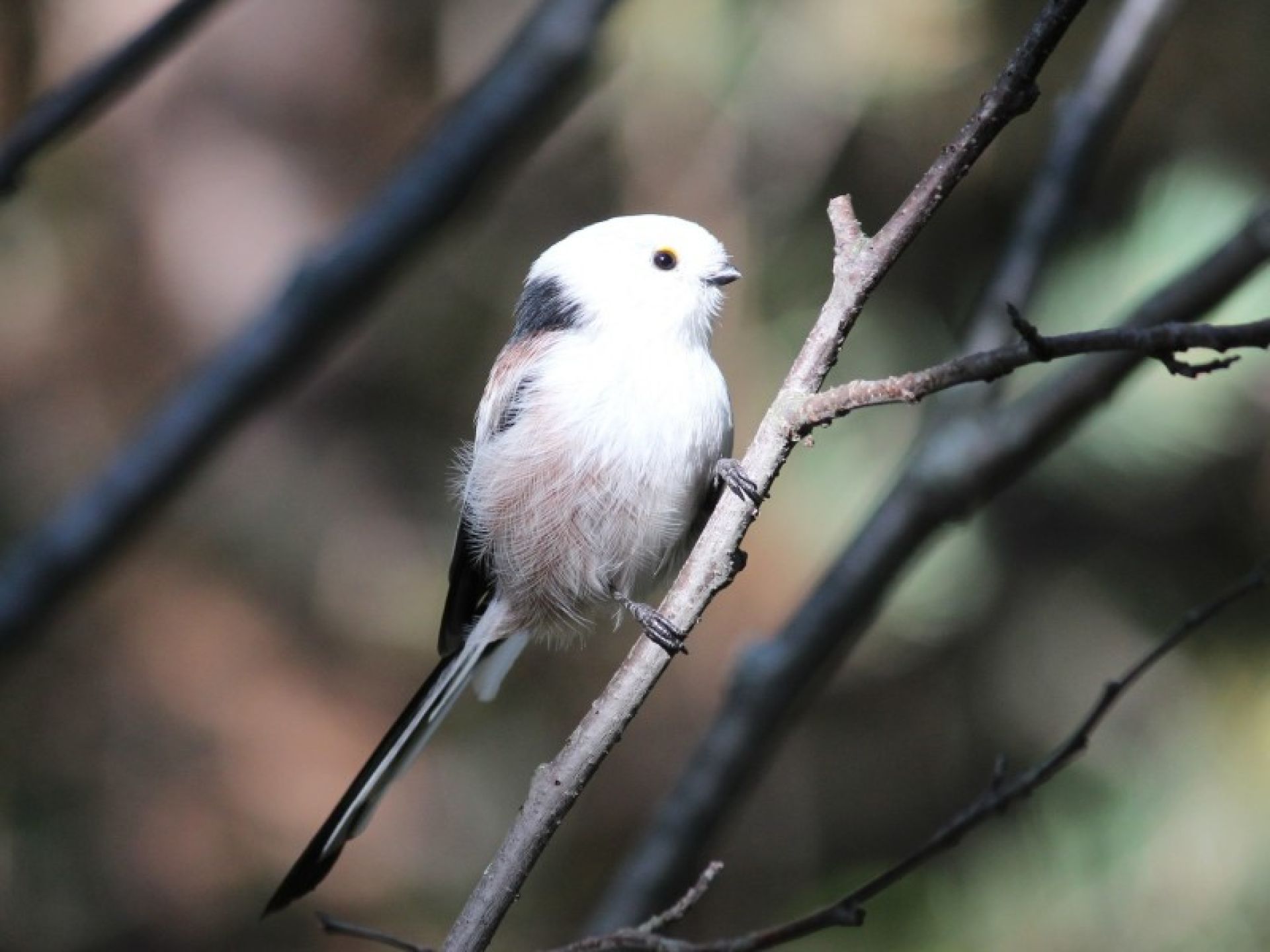 Маленькие птицы алтайского края фото и названия
