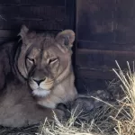 Царские наследники: в барнаульском зоопарке показали крошечных львят