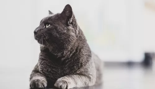 В Новосибирске стажер ветклиники ввела коту три смертельные инъекции