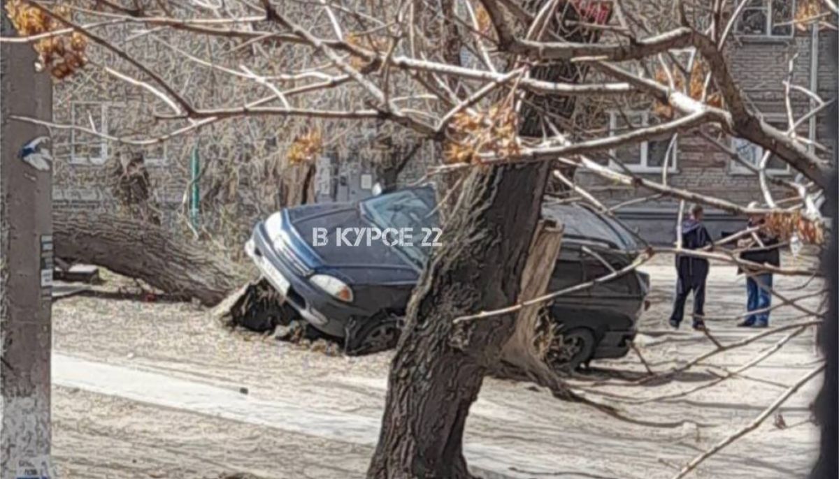 В Барнауле на улице Беляева упавшее дерево подняло автомобиль - Толк  28.04.2023