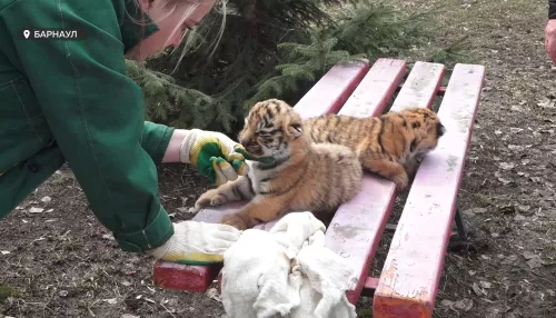 В Барнаульском зоопарке случился настоящий беби-бум